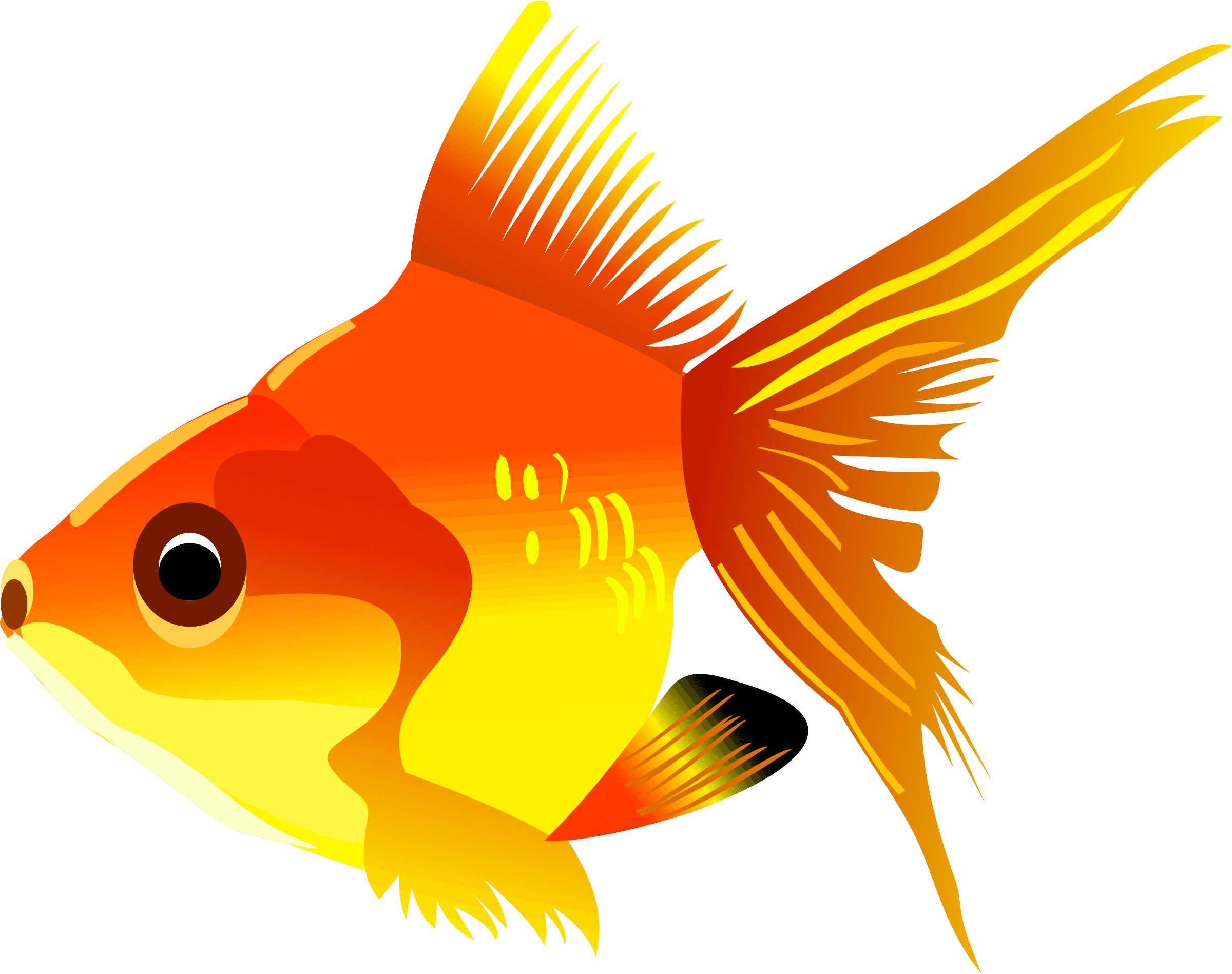 Cartoon Goldfish - Gold Fish Cartoon Png - Transparent PNG Free Download | PNGio