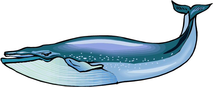 Collection Of Free Short Beaked Common Dolphin Cliparts - Whales And Fish Clip Art - Transparent PNG Free Download | PNGio