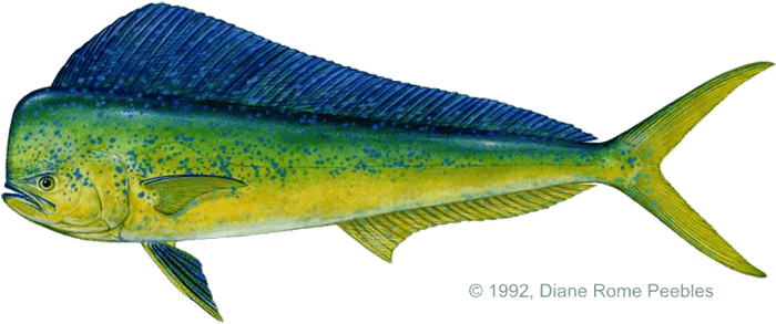 Mahi Dolphin Fish Clipart - Marlin Fish Vs Swordfish - Transparent PNG Free Download | PNGio