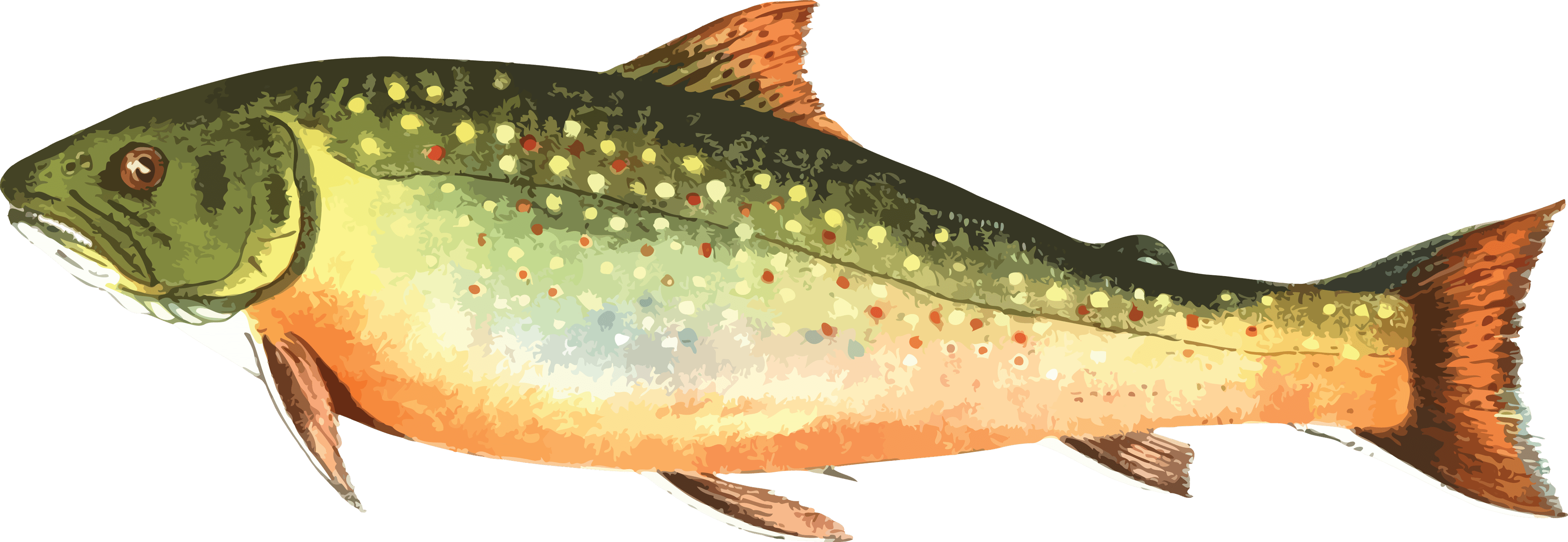 Free Clipart Of A Trout Fish - Trout Fish Clip Art - Transparent PNG Free Download | PNGio