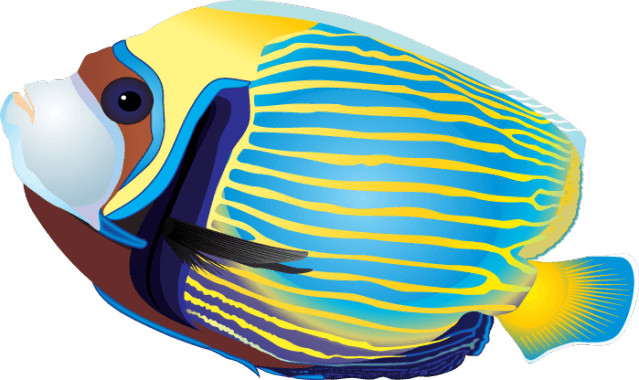 Clip Arts Related To - Tropical Fish Clip Art - Transparent PNG Free Download | PNGio