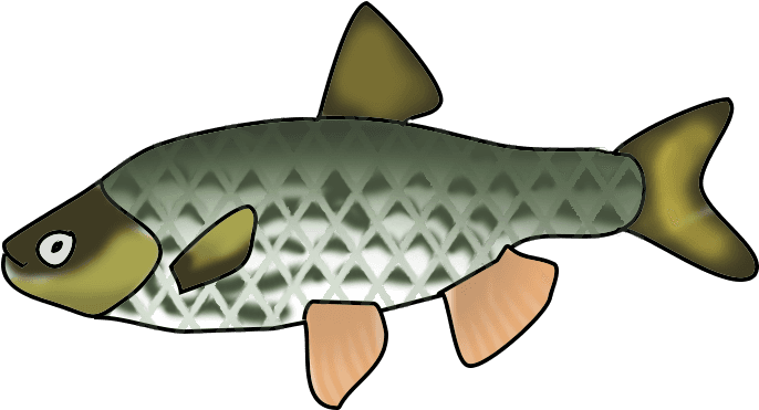 Marine Fish Clipart Transparent Fish - Fish Clipart With No Background - Transparent PNG Free Download | PNGio