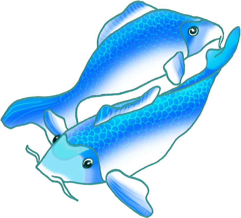 Two Blue Koi Fish Swimming - Blue Koi Fish Gif - Transparent PNG Free Download | PNGio