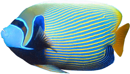 Angelfish Clipart Blue - Angel Fish Without Background - Transparent PNG Free Download | PNGio