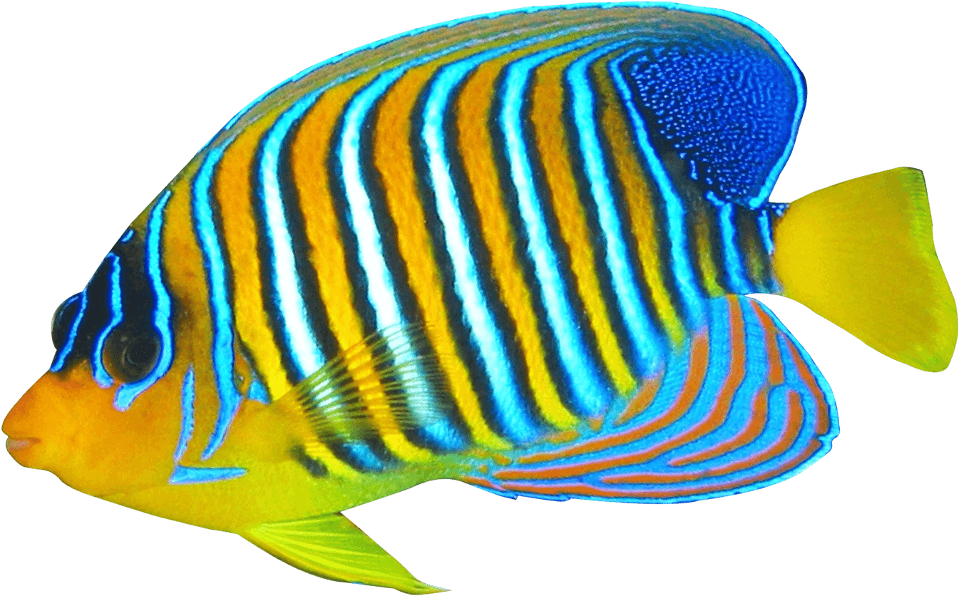Angelfish Clipart Transparent Fish - Coral Reef Fish Png - Transparent PNG Free Download | PNGio