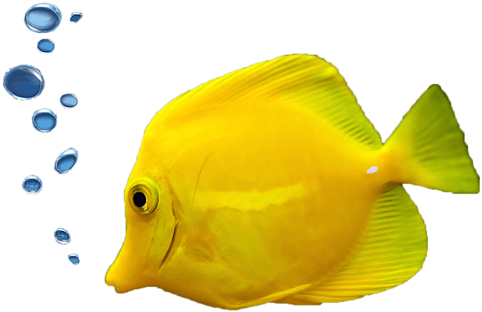 Scuba Diving Packages - Fish With Bubbles Png - Transparent PNG Free Download | PNGio