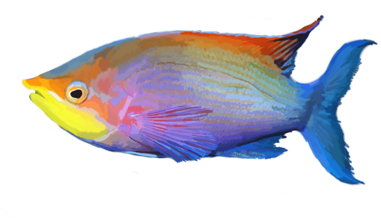 Grafixgirlireland 2 0 Tropical Fish By Grafixgirlireland - Fresh Water Fish Png - Transparent PNG Free Download | PNGio