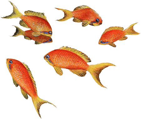 Goldfish Wall Sticker - Fish - Transparent PNG Free Download | PNGio