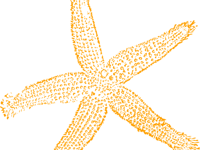 Starfish Cliparts Free - Fish Clip Art - Transparent PNG Free Download | PNGio
