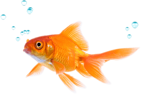 Jack's Pets - Play Against The Fish - Transparent PNG Free Download | PNGio
