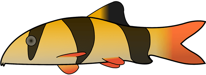 Clown, Fish, Stripes, Colors, Scales - Fish Clipart Pixabay - Transparent PNG Free Download | PNGio