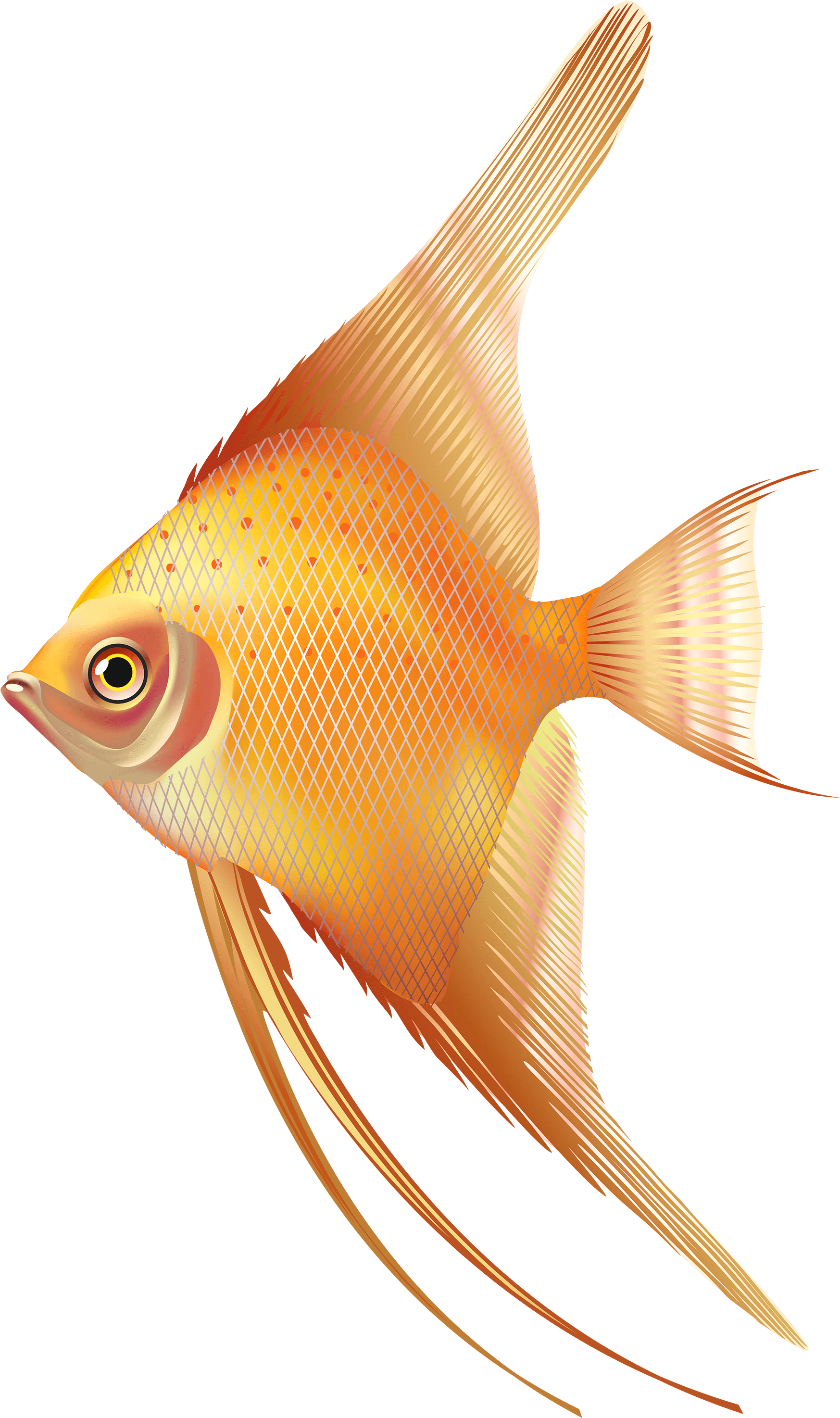 Nice Exotic Fish Png Clipart - Fresh Water Aquarium Fish Png - Transparent PNG Free Download | PNGio