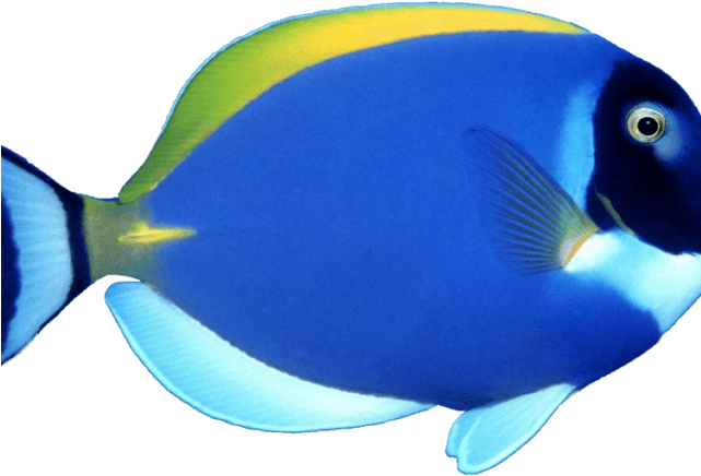 Butterflyfish Clipart Pretty Fish - Sea Fish Png - Transparent PNG Free Download | PNGio