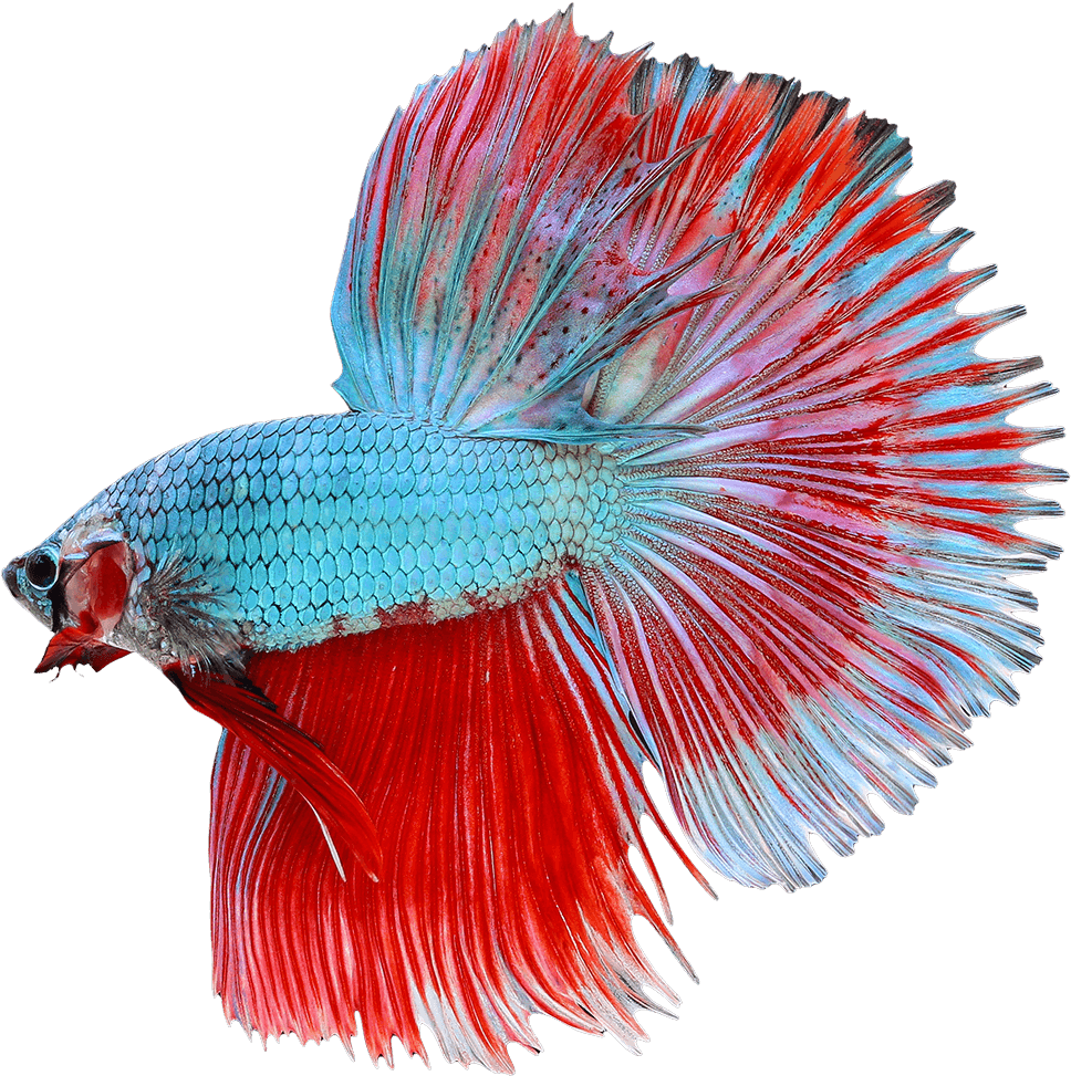 Dragon Scale Male Betta - Dragon Scale Betta Fish Female - Transparent PNG Free Download | PNGio