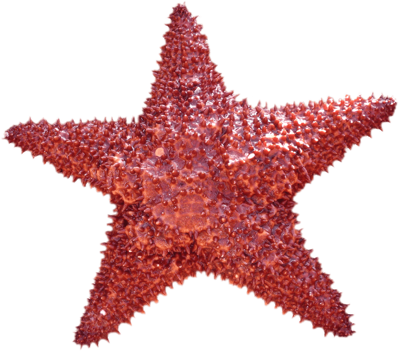 Starfish Png Transparent Image - Png Star Fish - Transparent PNG Free Download | PNGio