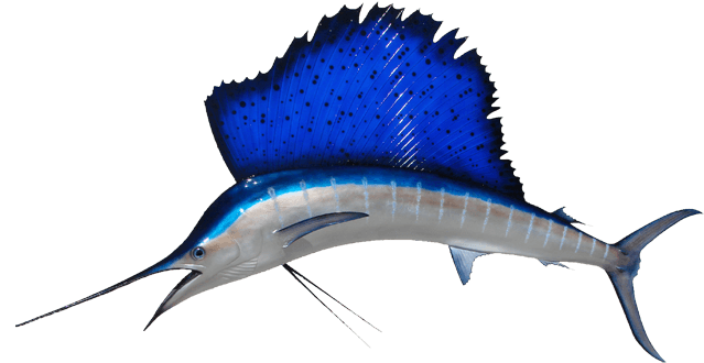 Sailfish Mount - Fish With Big Fins - Transparent PNG Free Download | PNGio