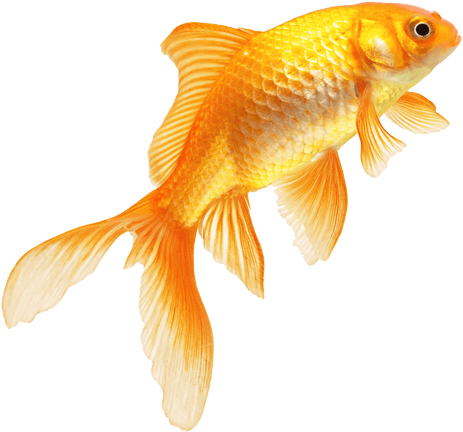 Download Png Image Report - Fish Png Images Hd - Transparent PNG Free Download | PNGio