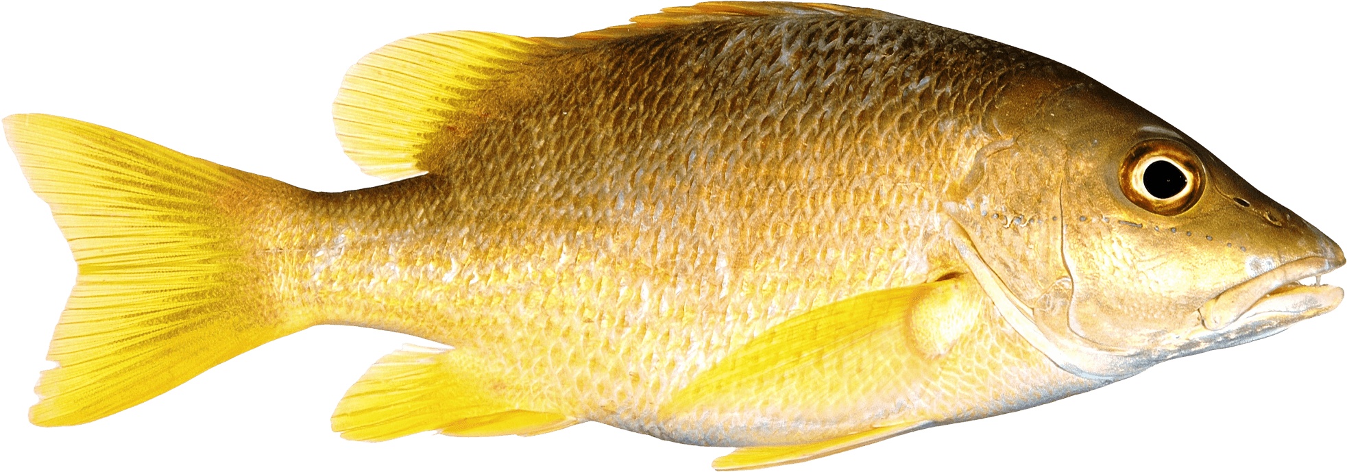 Download Png Image Report - Fish Png Transparent - Transparent PNG Free Download | PNGio