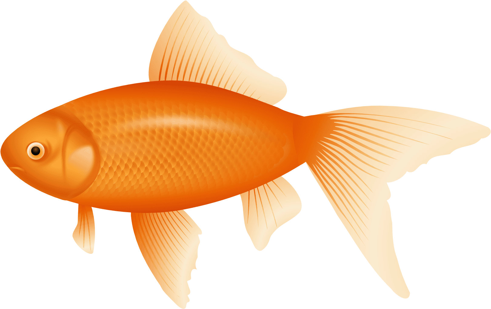 Orange Fish Png Clipart - Fish Clipart Transparent Background - Transparent PNG Free Download | PNGio