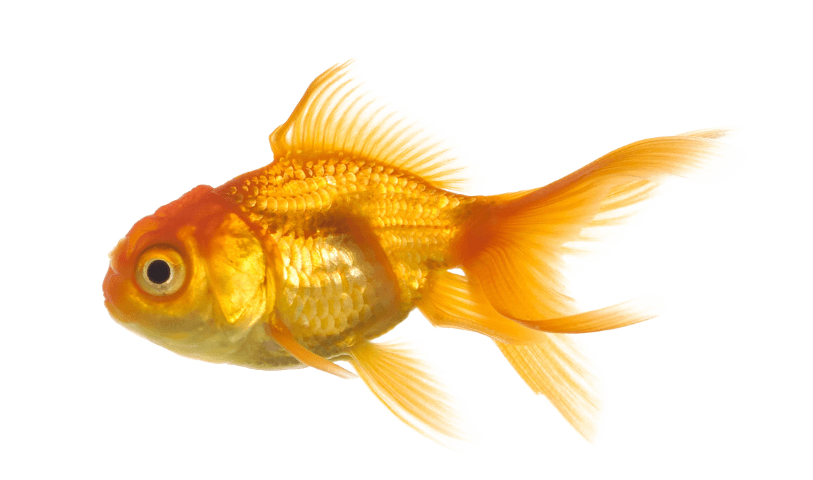Gold Fish Png Image - Fish With Transparent Background - Transparent PNG Free Download | PNGio