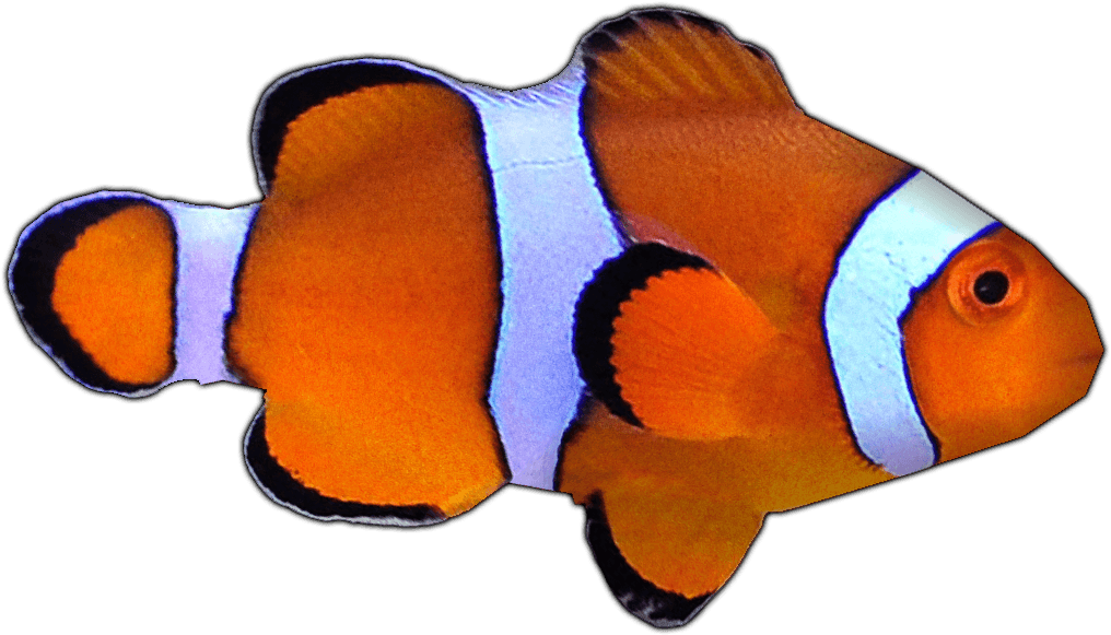 Percula Clownfish By Susan - Coral Reef Fish - Transparent PNG Free Download | PNGio