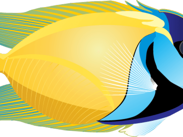 Marine Fish Clipart Angle Fish - Fish On White Background - Transparent PNG Free Download | PNGio