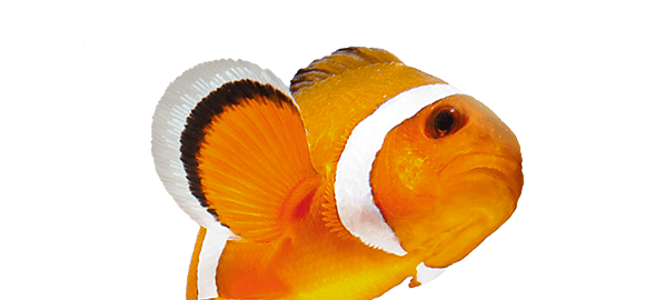 Picture Of Fish - Fishes Oceans Aqua Big Rapids - Transparent PNG Free Download | PNGio