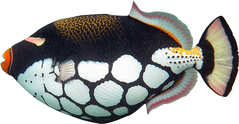 Tropical Fish 1 2 3 - Trigger Fish Clip Art - Transparent PNG Free Download | PNGio