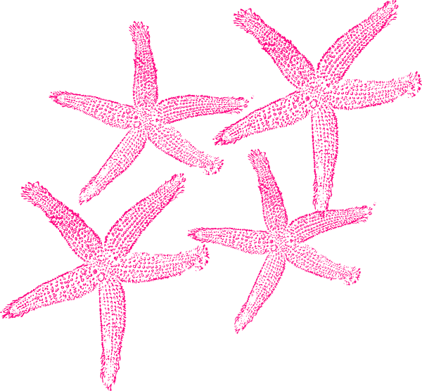 Wedding Starfish Clipart Exclusive Photo Of - Fish Clip Art - Transparent PNG Free Download | PNGio