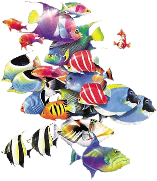 Oa-32 - Uv Protection Swimpy Uv Suit Fishes Aqua - Transparent PNG Free Download | PNGio