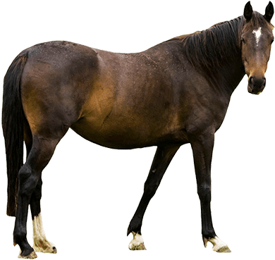 Animal Clip Art - Horse With Transparent Background - Transparent PNG Free Download | PNGio