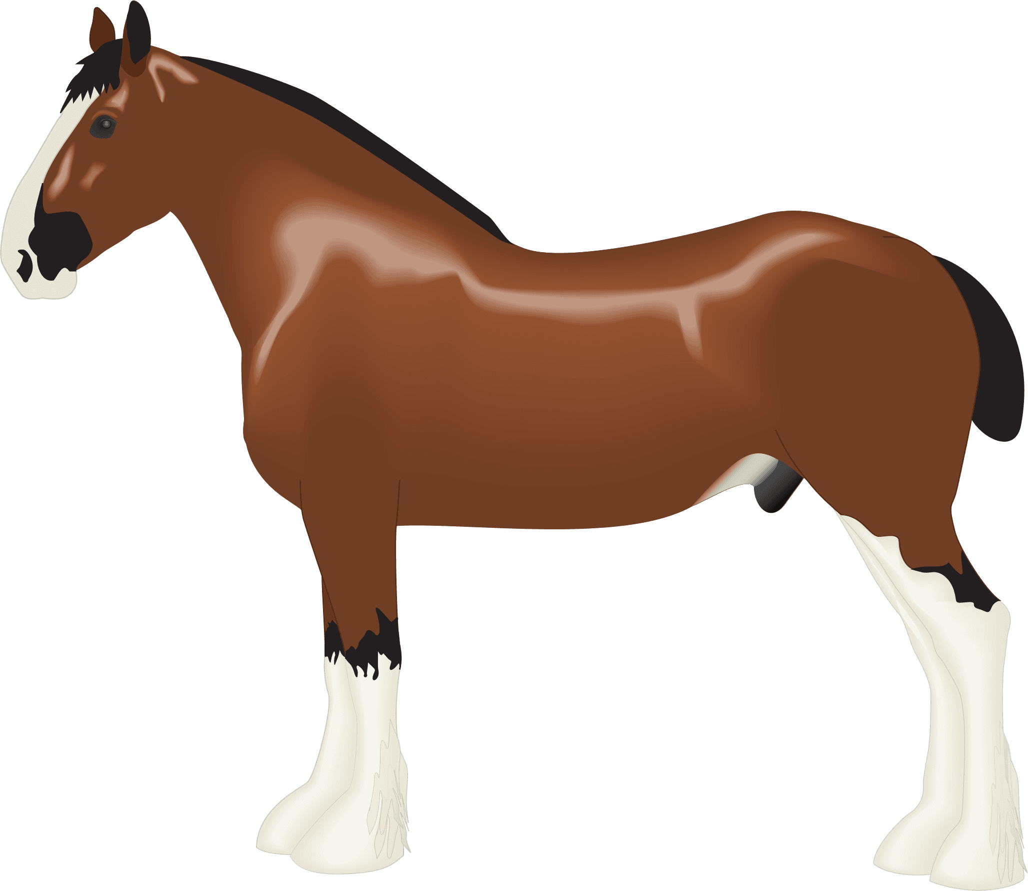 Clydesdale Horse Clipart - Transparent PNG Free Download | PNGio