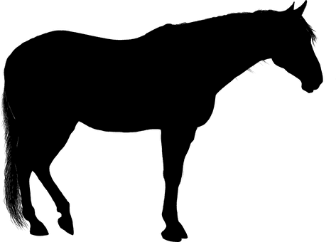 Tier Pferde Pferd Fahrt Silhouette Transpo - Standing Horse Silhouette - Transparent PNG Free Download | PNGio