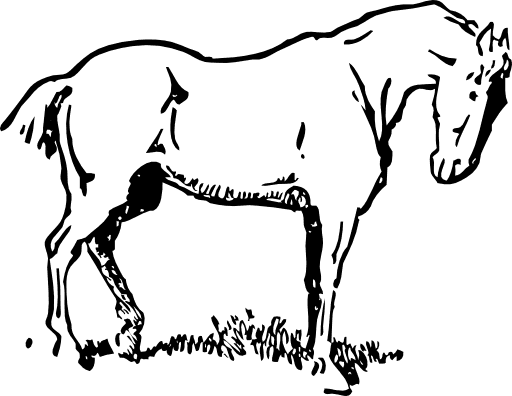 Small Eyed Horse Clipart - Horse Clipart - Transparent PNG Free Download | PNGio