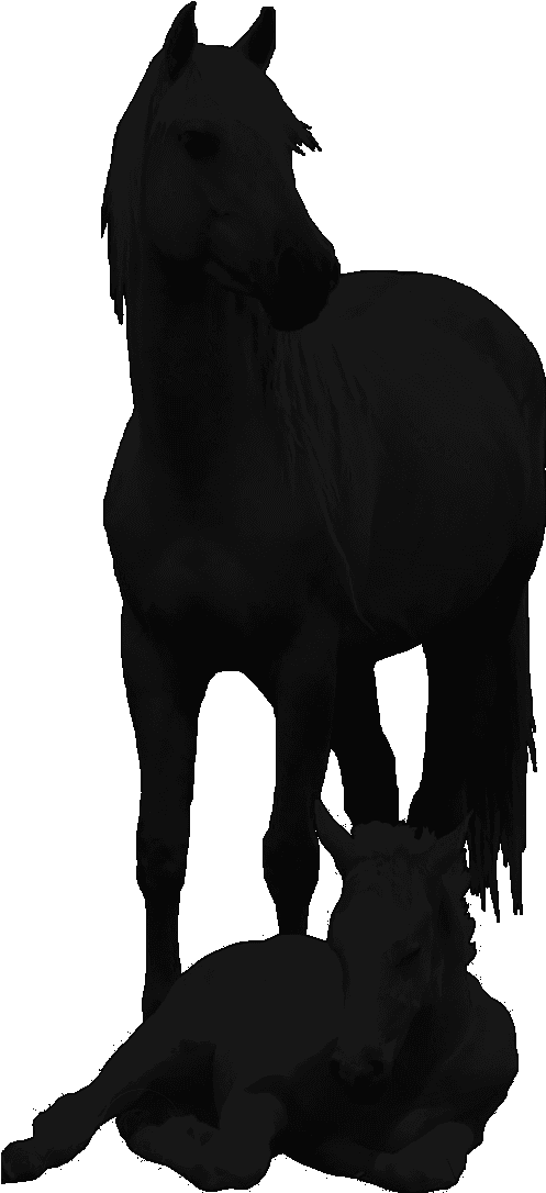 Click On Any Photo For Larger Picture/slideshow To - Horse - Transparent PNG Free Download | PNGio