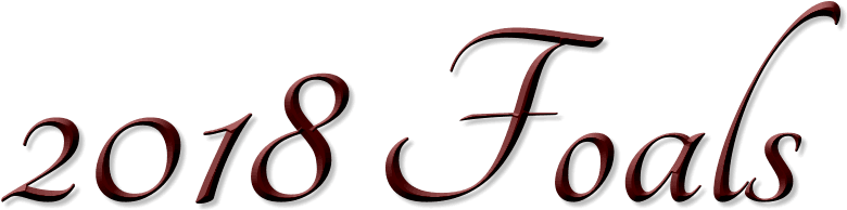 Website Created By Prairie Silver Quarter Horses © - Horse - Transparent PNG Free Download | PNGio