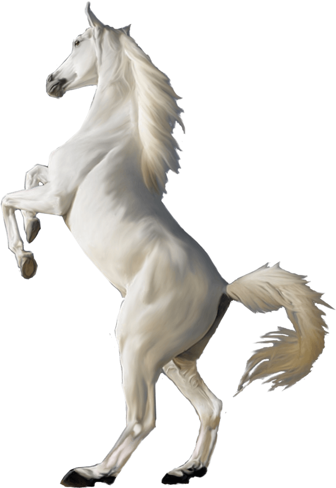Horse White Clipart Png Jumping - White Horse Png - Transparent PNG Free Download | PNGio