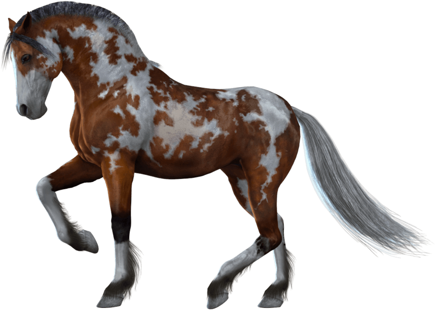 Horse Png Images - Horse With White Background - Transparent PNG Free Download | PNGio
