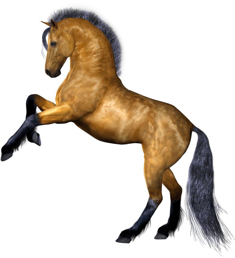 Horse Transparent Background - Transparent PNG Free Download | PNGio