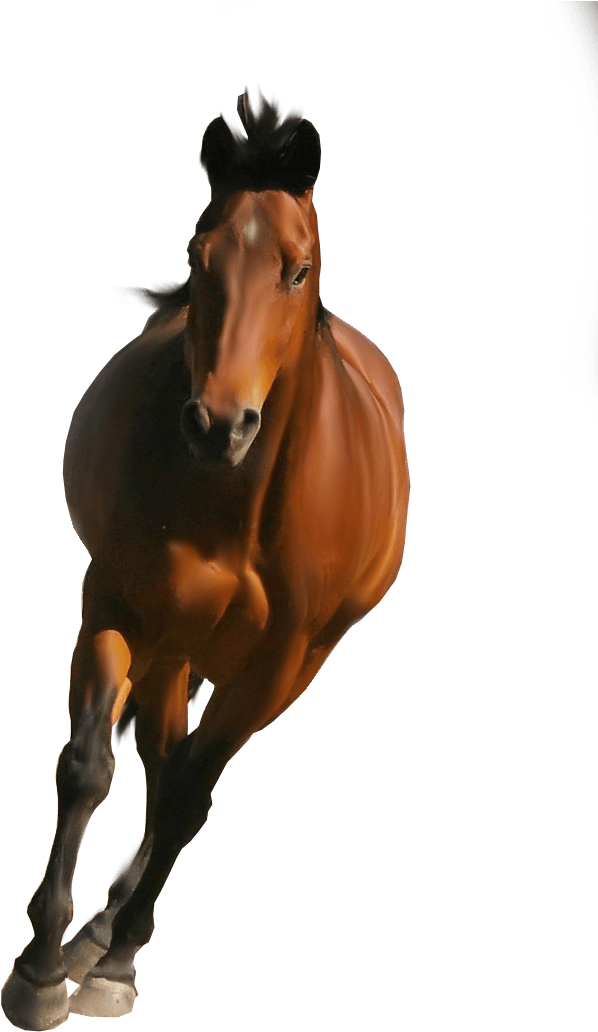 Horse Png Image - Horse Png Transparent Background - Transparent PNG Free Download | PNGio