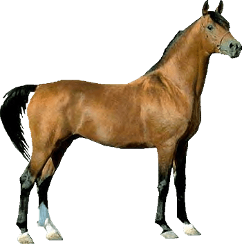 Chestnut Horse Clipart - Horse Clipart Real - Transparent PNG Free Download | PNGio