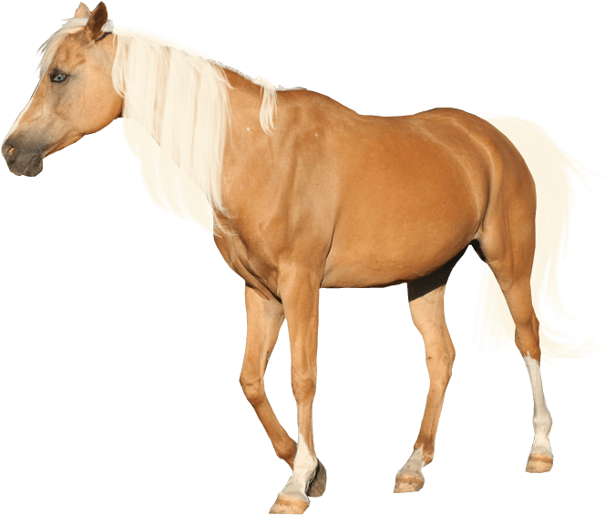 Precut Palomino By Looserfaceman - Horse Palomino Without Background - Transparent PNG Free Download | PNGio