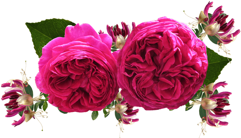 Roses, Red, Honeysuckle - Horse - Transparent PNG Free Download | PNGio