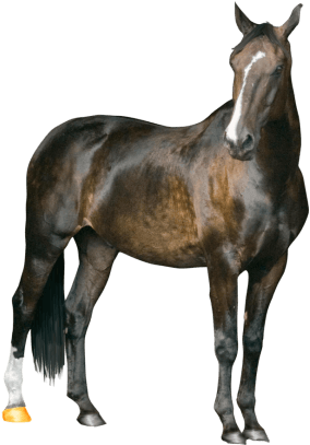 Horse Clipart Transparent Png Images - Horse Png - Transparent PNG Free Download | PNGio