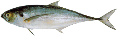 Horse Mackerel - Horse Mackerel - Transparent PNG Free Download | PNGio