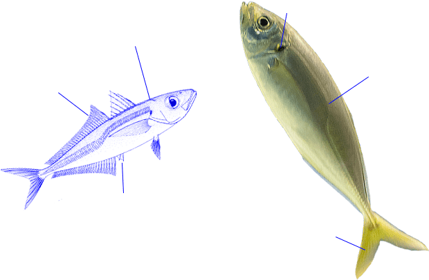 Jurel Mediterraneo - Mediterranean Horse Mackerel - Transparent PNG Free Download | PNGio