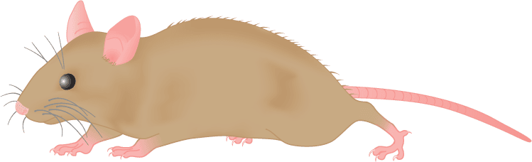 Mouse Clipart - Mouse Clipart Png - Transparent PNG Free Download | PNGio