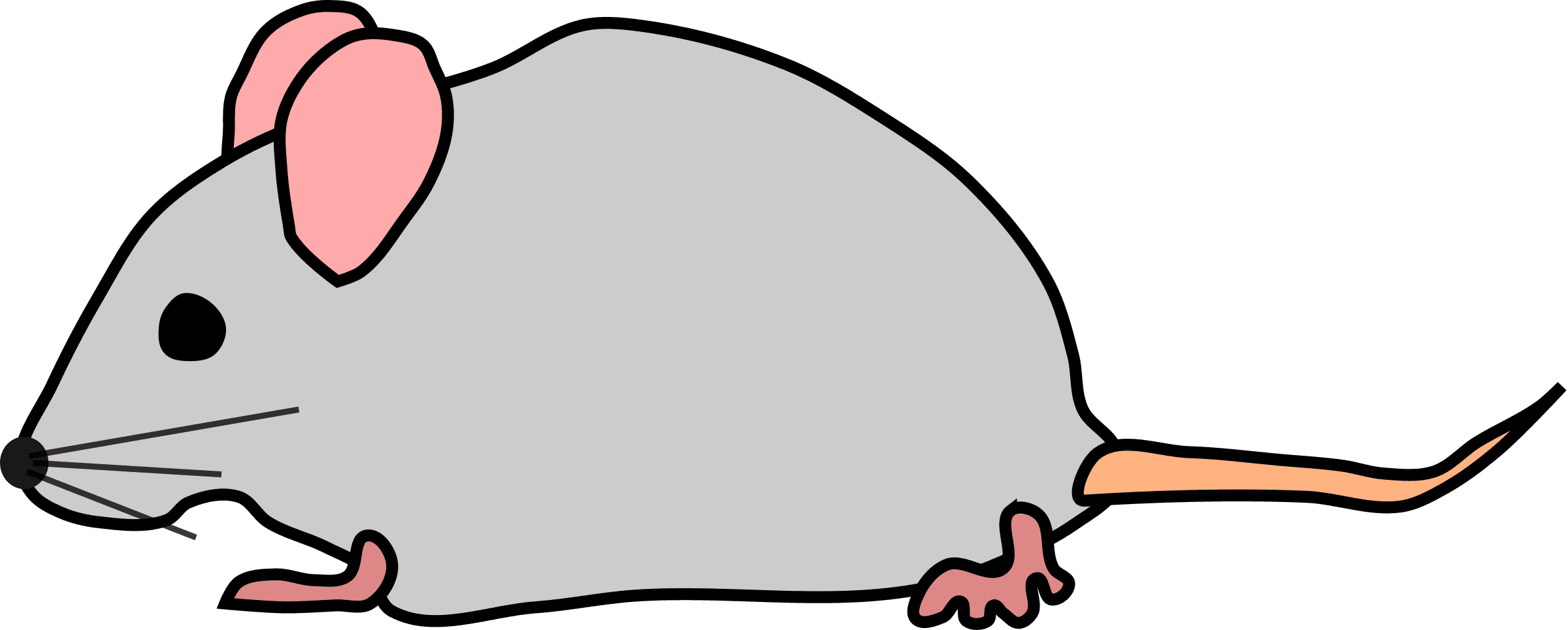 Clipart Graphic Mouse - Mouse Clipart - Transparent PNG Free Download | PNGio