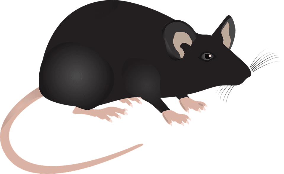 Cute Mouse Clipart 22, Buy Clip Art - Mouse Cartoon Science - Transparent PNG Free Download | PNGio