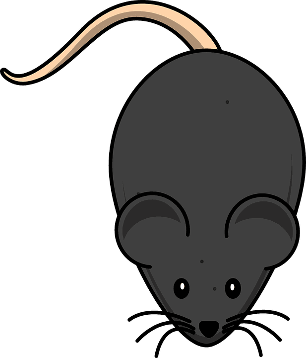 Cute Mouse Clipart - Mouse Clip Art - Transparent PNG Free Download | PNGio